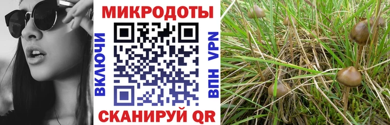 закладка  Тольятти  Галлюциногенные грибы GOLDEN TEACHER 